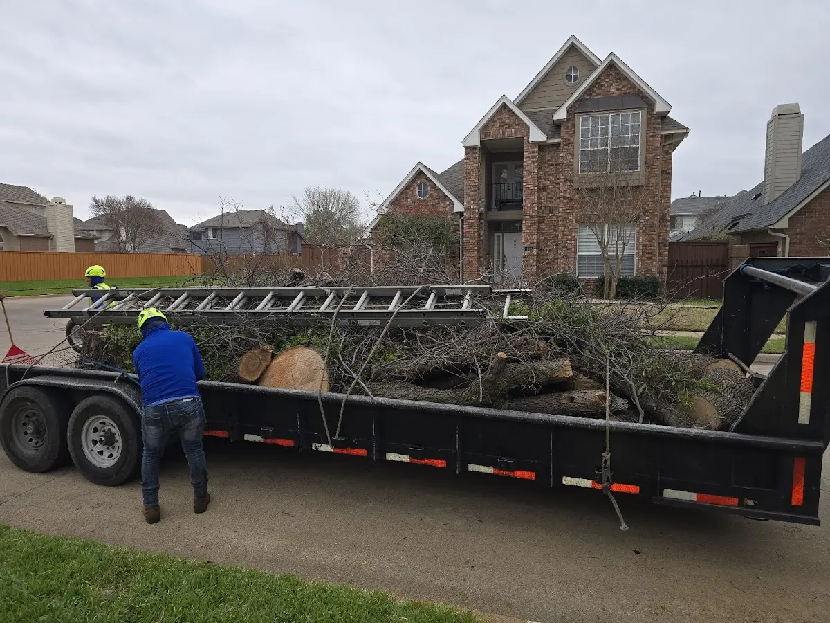 Expert Tree Removal with proper safety equipment in Steele